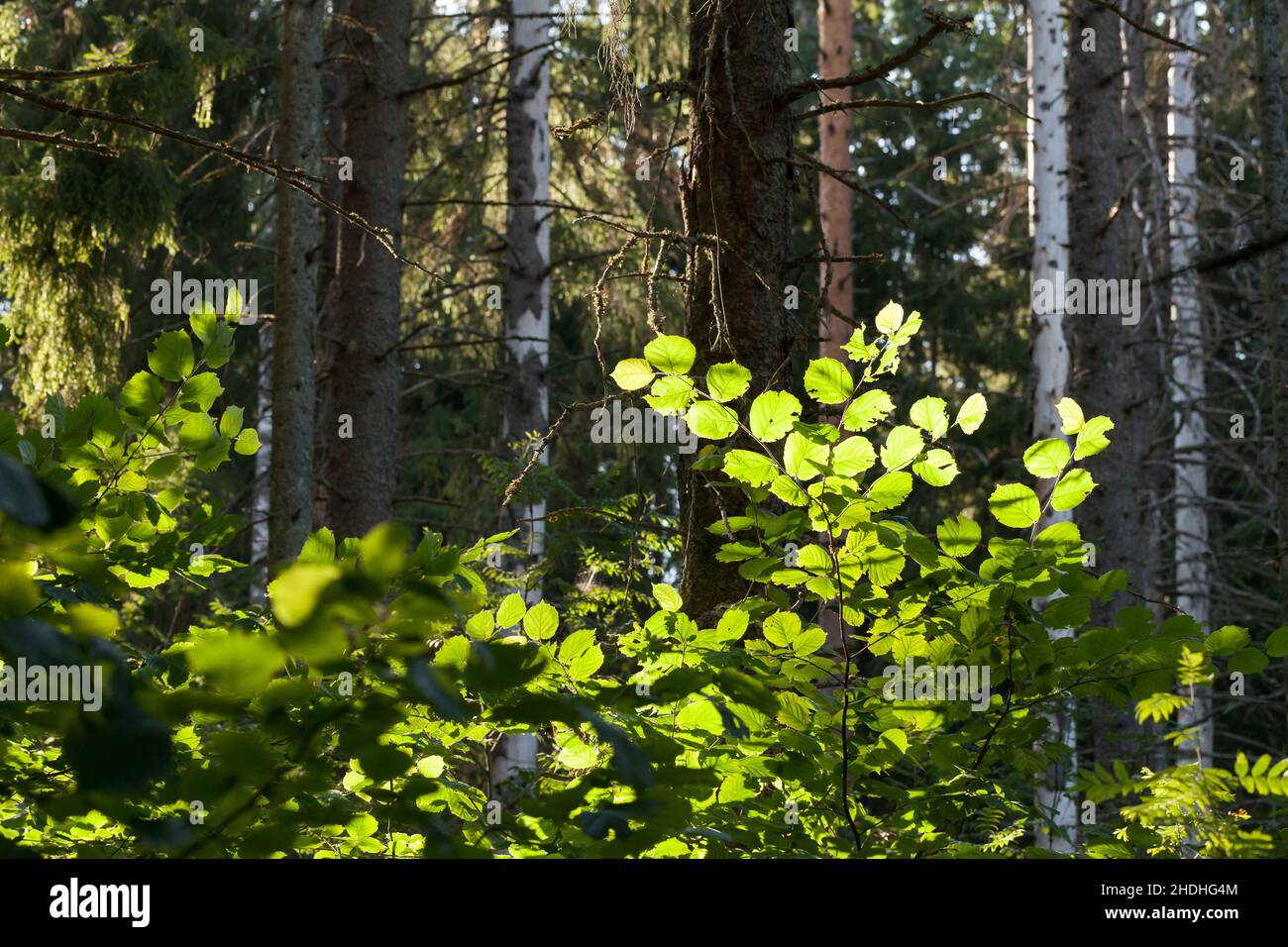Grüne Baumblätter sind in einem Sonnenlicht, natürliche Foto im europäischen Wald an einem Sommertag aufgenommen Stockfoto