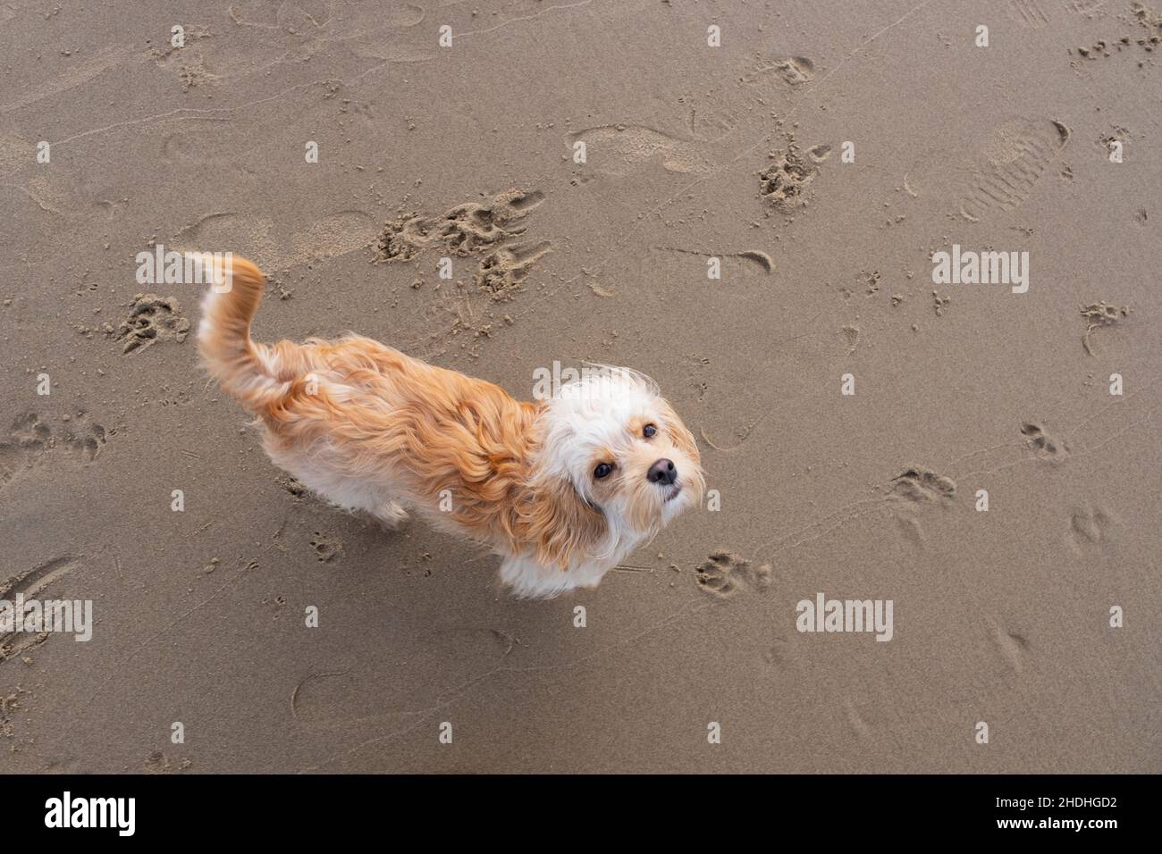 Hund, Kakadu, Hunde Stockfoto