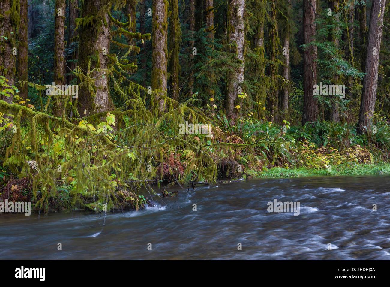 Prim Creek mit Sitka-Fichten im Prim Creek Redwoods State Park, Redwood National and State Parks, Kalifornien, USA Stockfoto