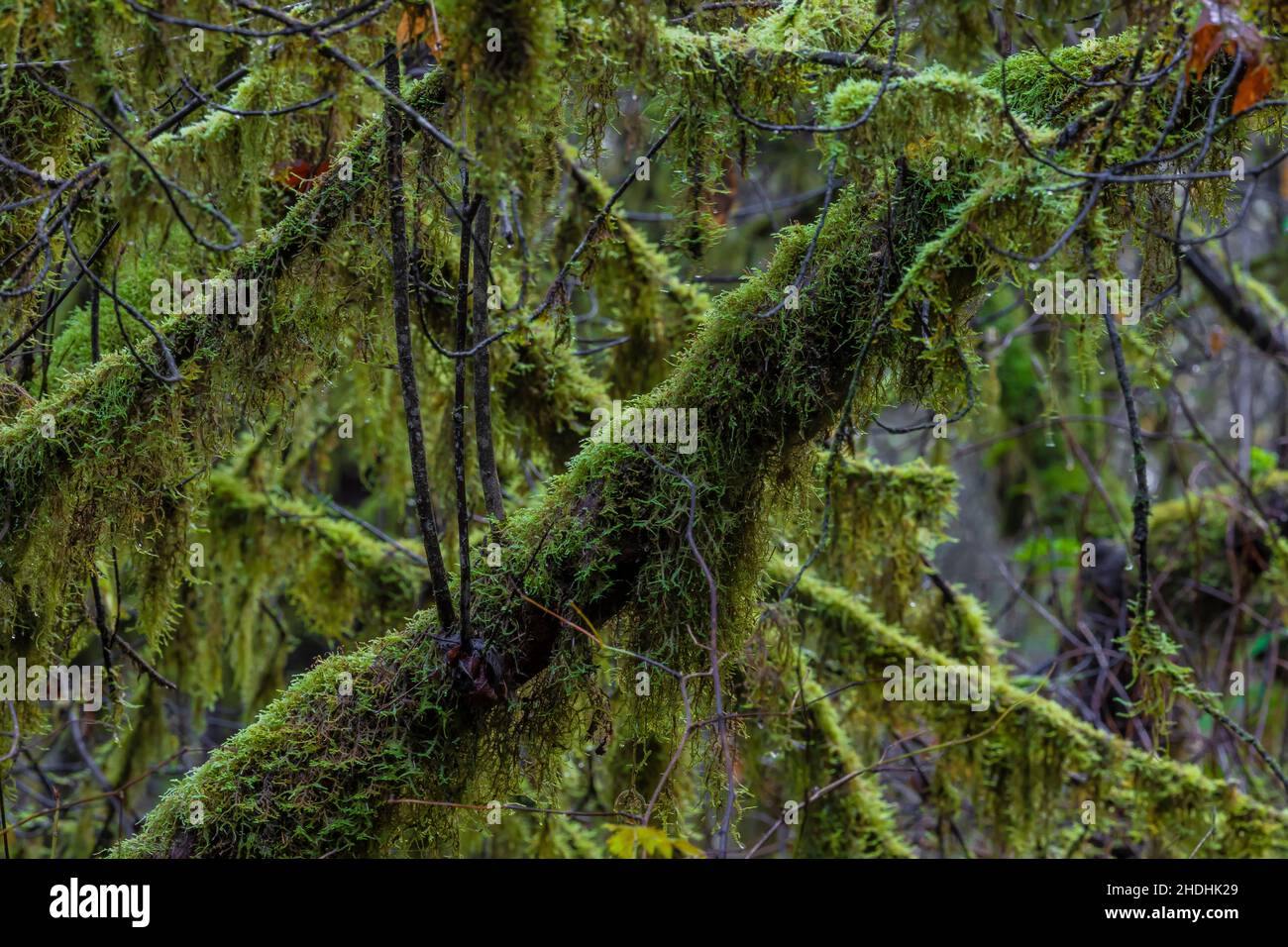 Moosbedeckte Weinmaalen und andere kleine Bäume in den Redwood National- und State Parks, Kalifornien, USA Stockfoto