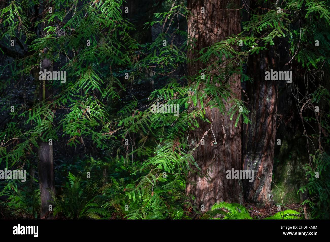 Küsten Sie Redwood-Nadeln auf einem Baum im Prim Creek Redwoods State Park, Redwood National and State Parks, Kalifornien, USA Stockfoto