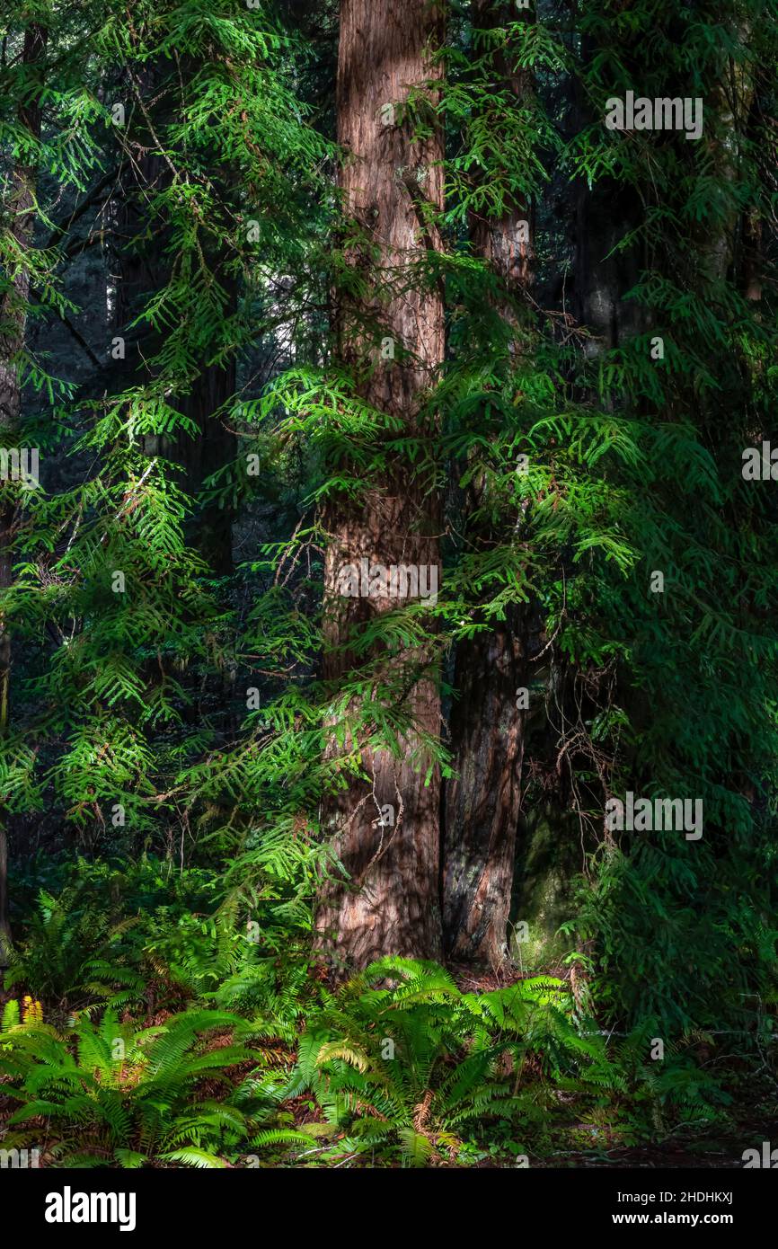 Küsten Sie Redwood-Nadeln auf einem Baum im Prim Creek Redwoods State Park, Redwood National and State Parks, Kalifornien, USA Stockfoto