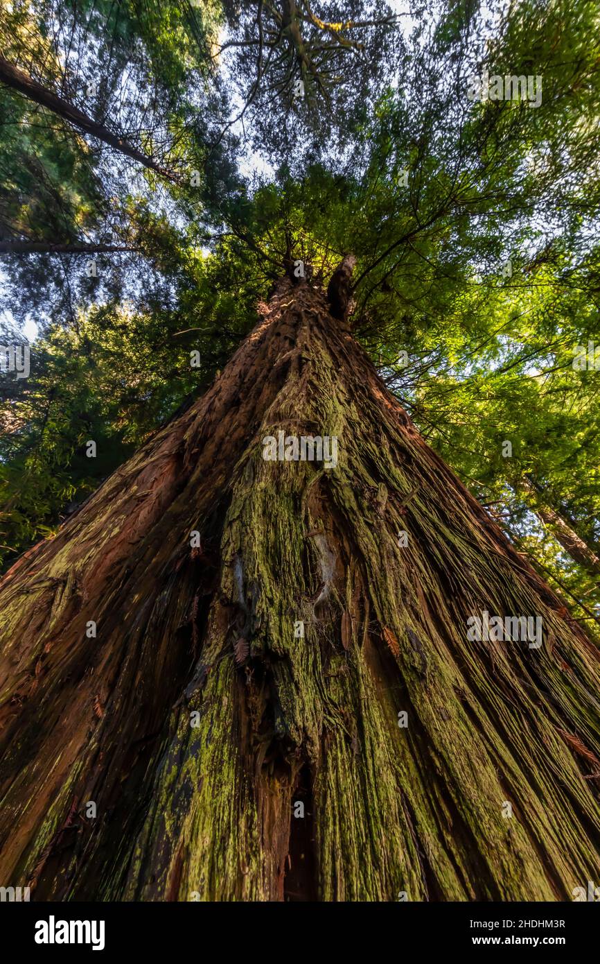 Küsten Sie Redwood mit tief furnierter Rinde im Prim Creek Redwoods State Park, Redwood National and State Parks, Kalifornien, USA Stockfoto