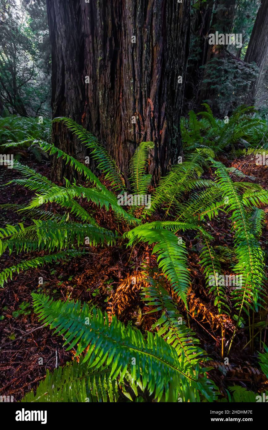 WESTERN Sword Fern with Coast Redwood Trees in Prarion Creek Redwoods State Park, Redwood National and State Parks, California, USA Stockfoto