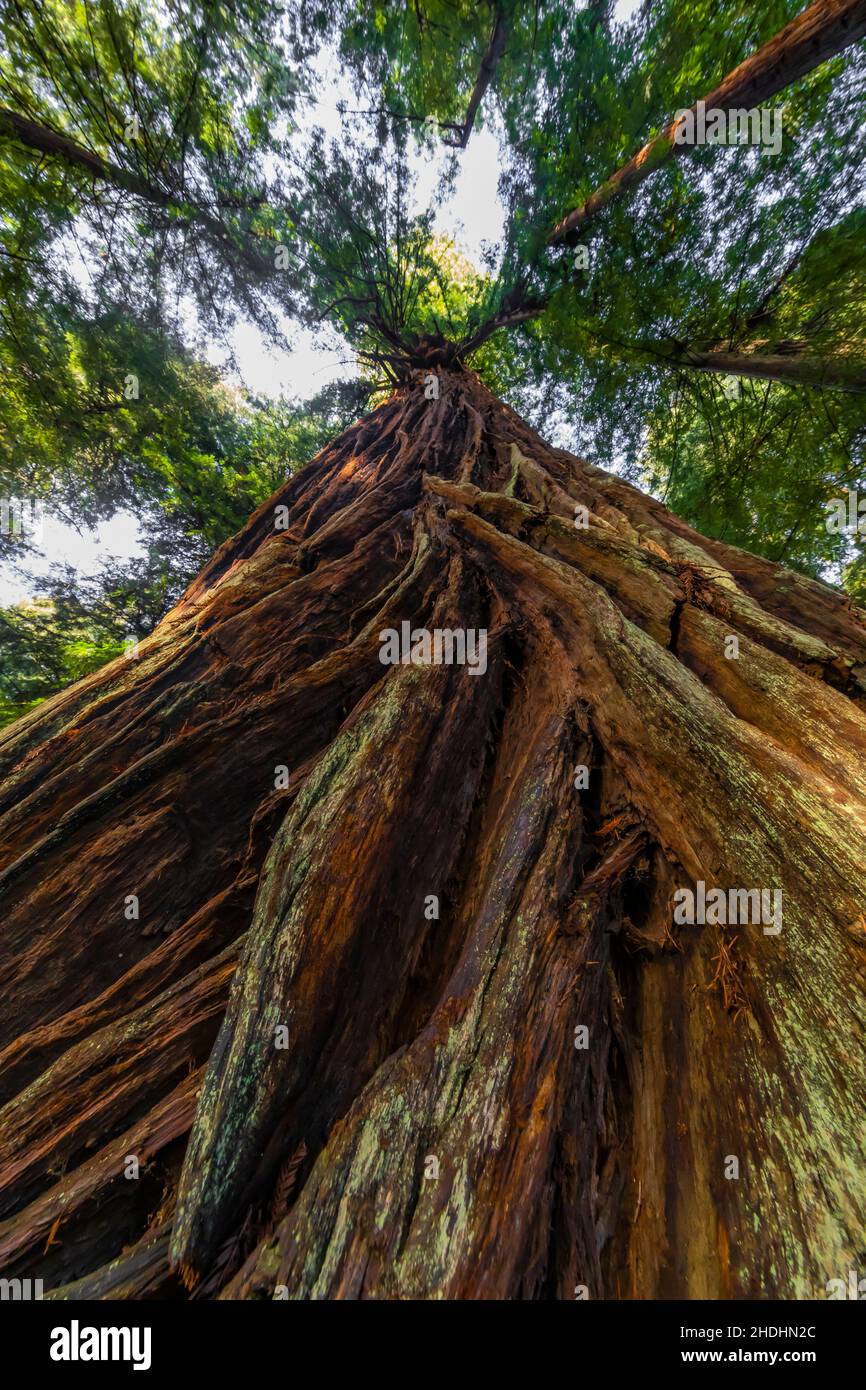 Küsten Sie Redwood mit tief furnierter Rinde im Prim Creek Redwoods State Park, Redwood National and State Parks, Kalifornien, USA Stockfoto