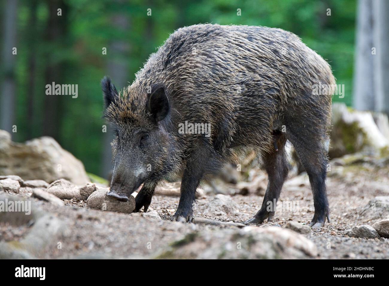Wildsaue, Wildschweine, Wildschweine, Wildschweine Stockfoto