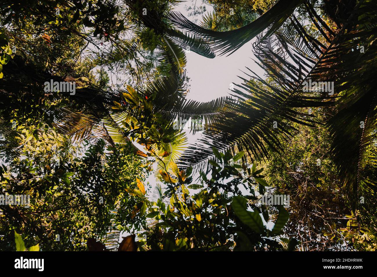Amazonas Regenwald Baumkronen Stockfoto