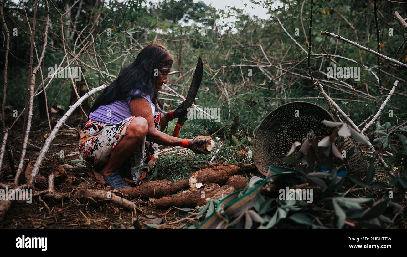 Indigene Frau, die Yucca im Amazonas-Regenwald züchtet Stockfoto