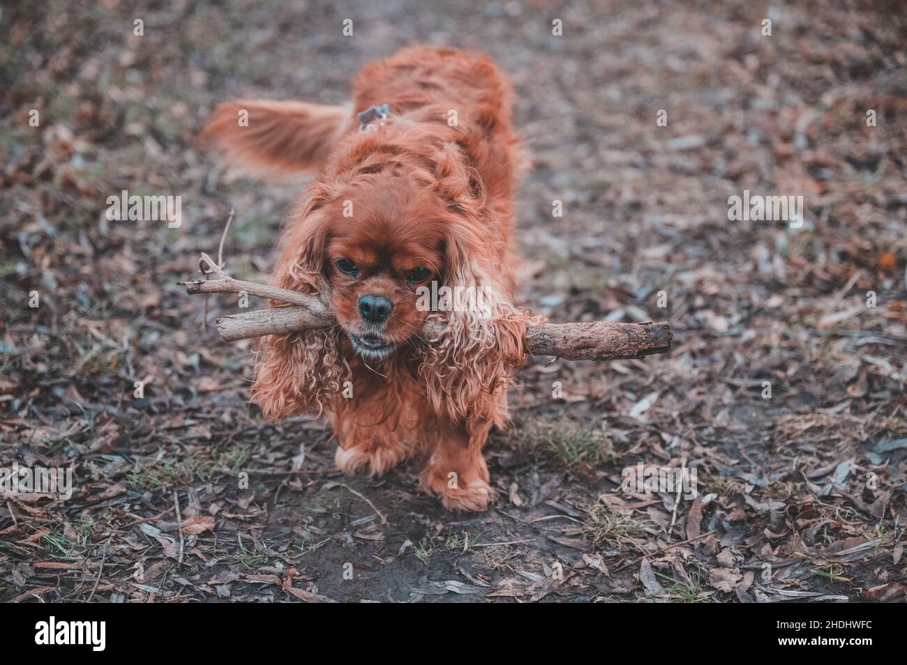 Cavalier King Charles Spaniel Hund Stockfoto