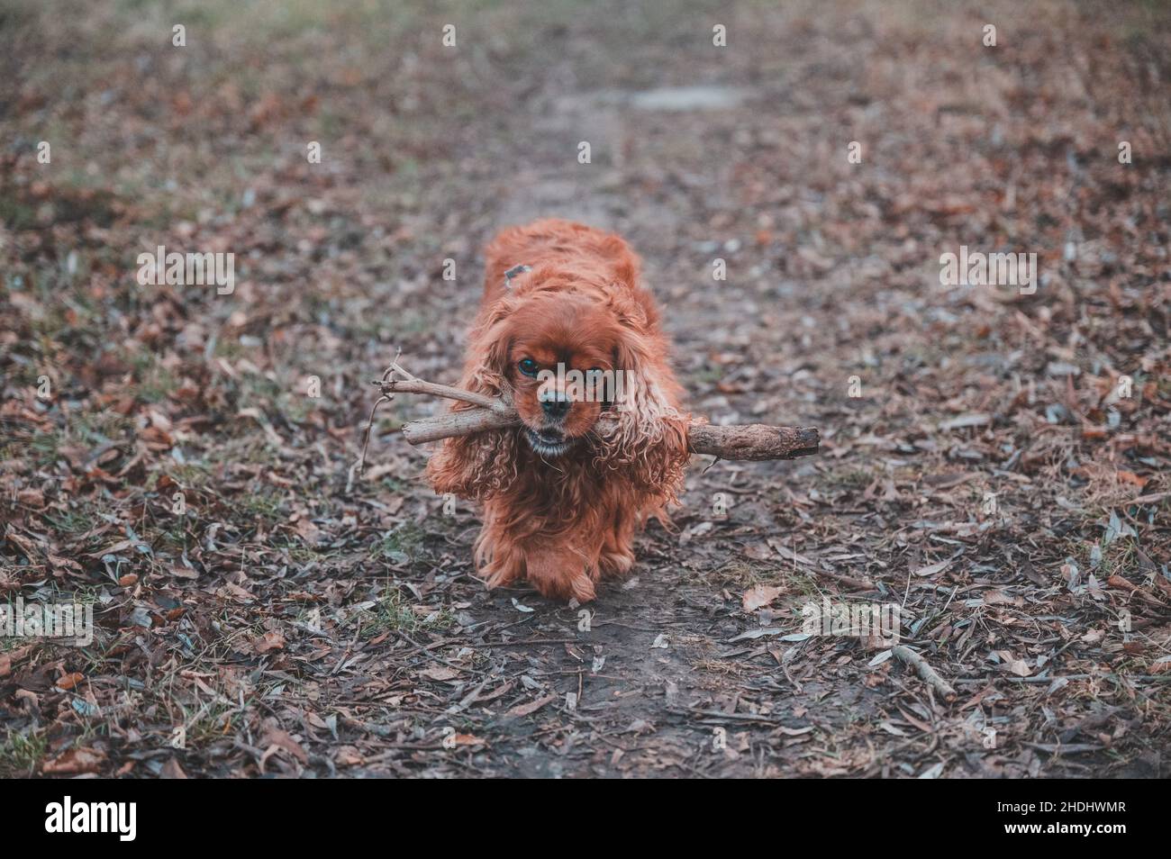 Cavalier King Charles Spaniel Hund Stockfoto