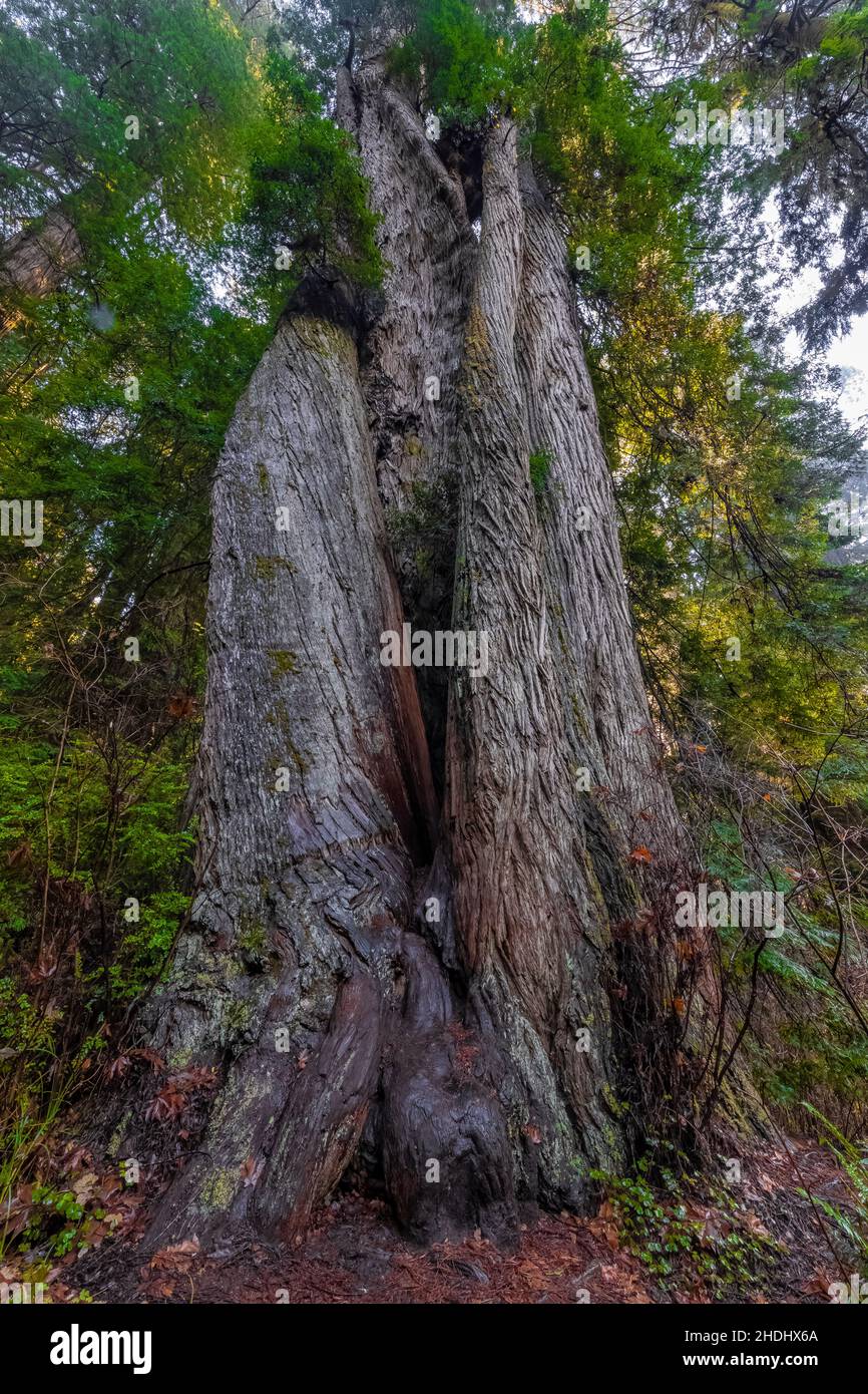 Towering Coast Redwoods wächst zusammen im Prim Creek Redwoods State Park, Redwood National and State Parks, Kalifornien, USA Stockfoto