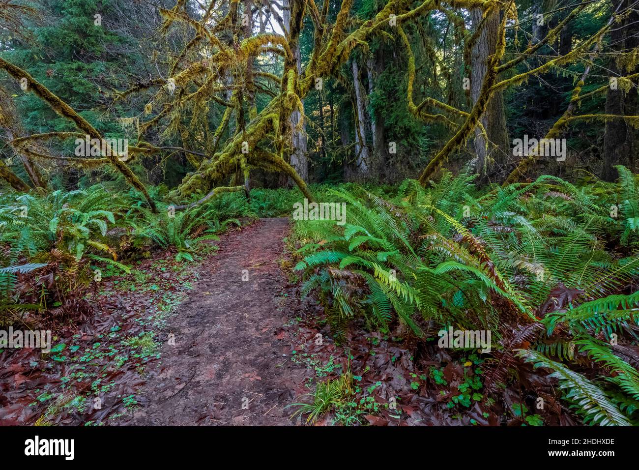 Moosige Bäume und westliche Schwertfarne entlang eines Pfades im Präirie Creek Redwoods State Park, im Redwood National and State Park, Kalifornien, USA Stockfoto