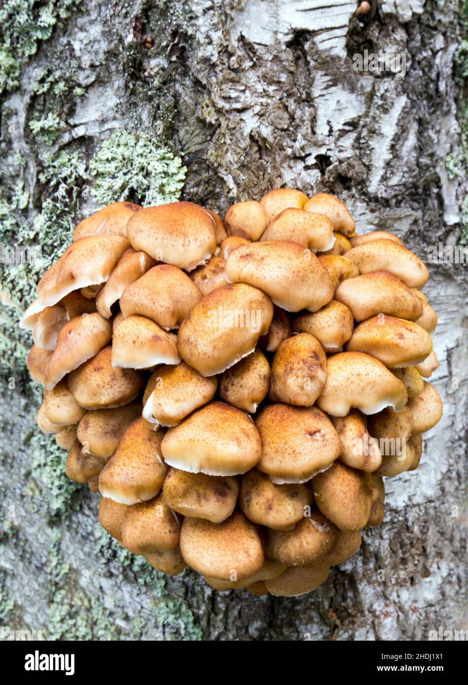 Blick auf die Flammulina velutipes-Pilze, bekannt als Samtschenkel. Finnland Stockfoto