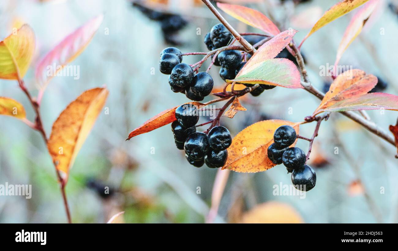 Apfelbeerfrüchte auf Buschzweig, Aronia-Beeren im Herbstgarten Stockfoto
