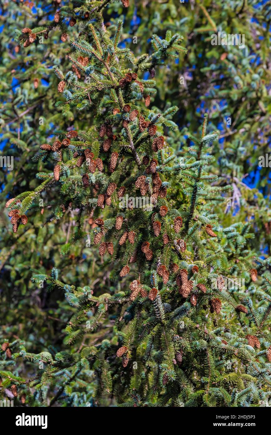 Sitka Fichte, Picea sitchensis, Nadeln und Zapfen im High Bluff Overlook im Redwood National- und State Park, Kalifornien, USA Stockfoto