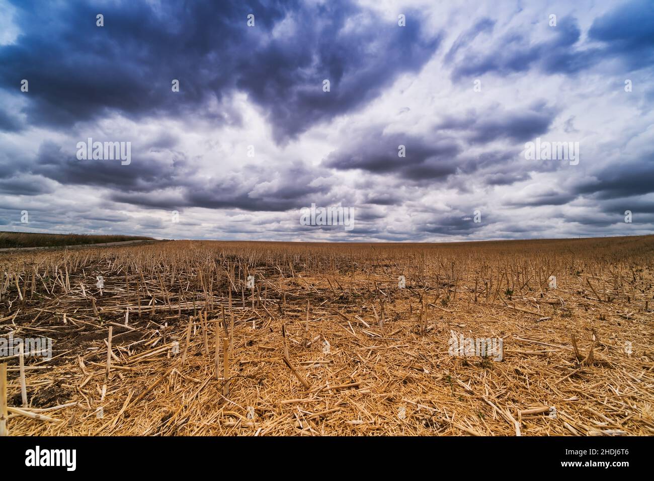Feld-Stoppeln, Ernte-Fräulein, Feld-Stoppeln Stockfoto