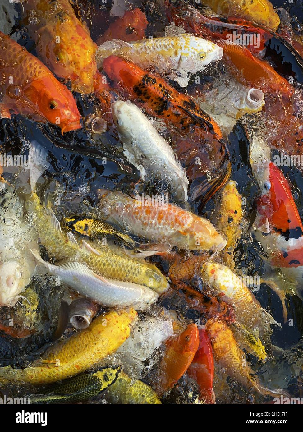 Koi teiche im freien Fotos und Bildmaterial in hoher Auflösung Alamy