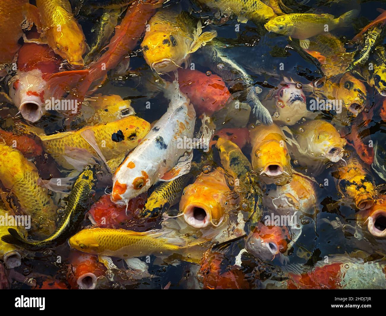 Koi teiche im freien Fotos und Bildmaterial in hoher Auflösung Alamy