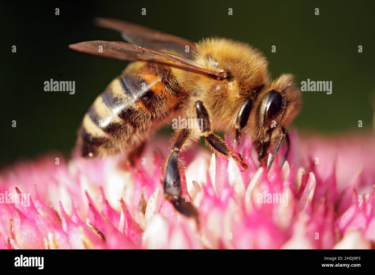 Bienen, Bestäubung, Bienen, Bestäubung Stockfoto