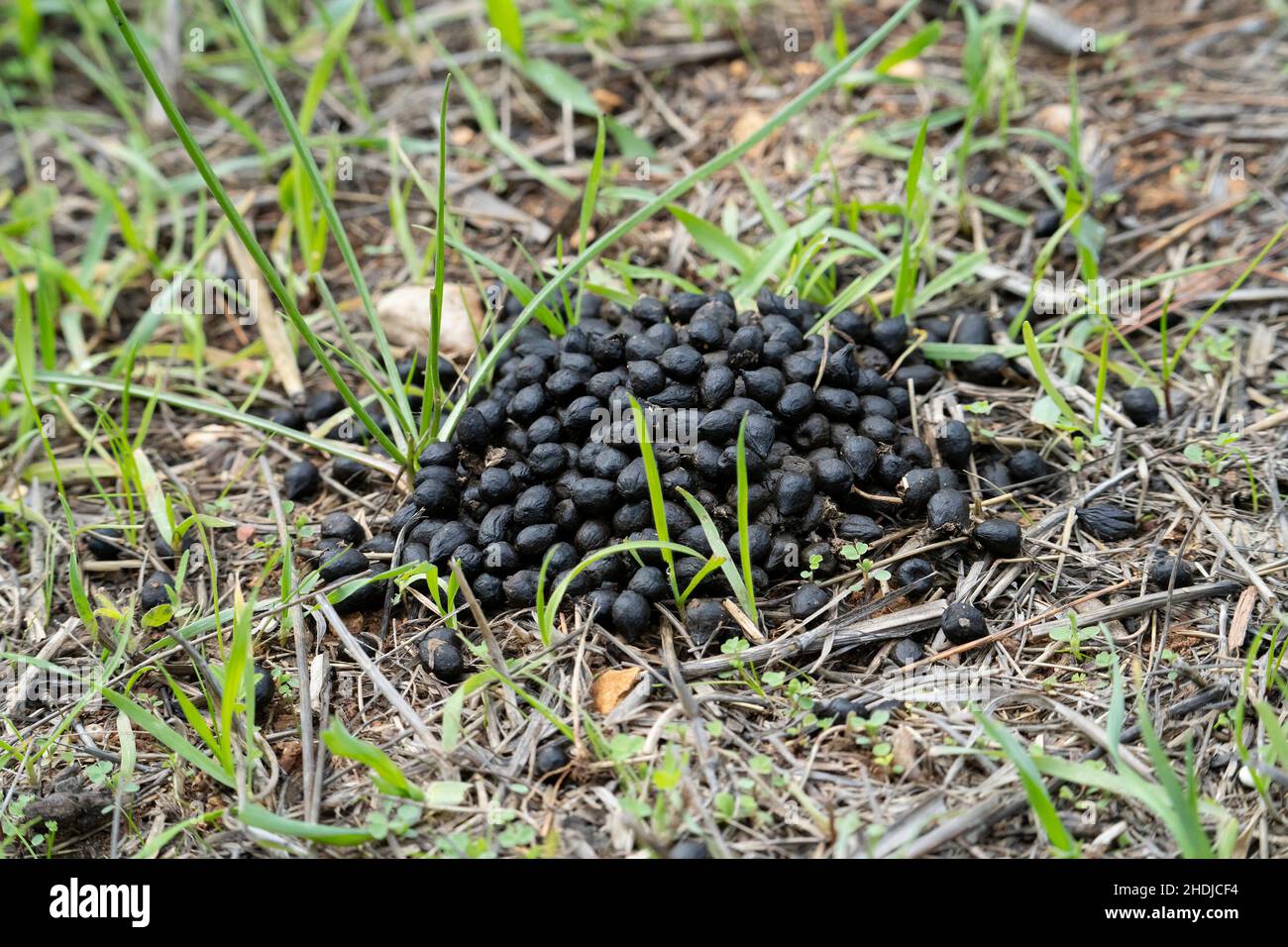 Ein frischer Haufen von Gazellenkot, der das Gebiet des Tieres markiert. Stockfoto