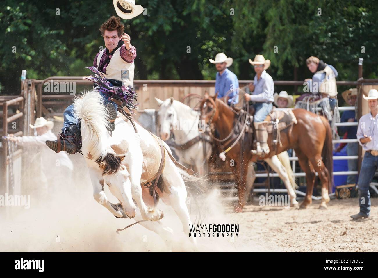 Bareback bronc Rider Bears Down, um die Fahrt abzuschließen Stockfoto