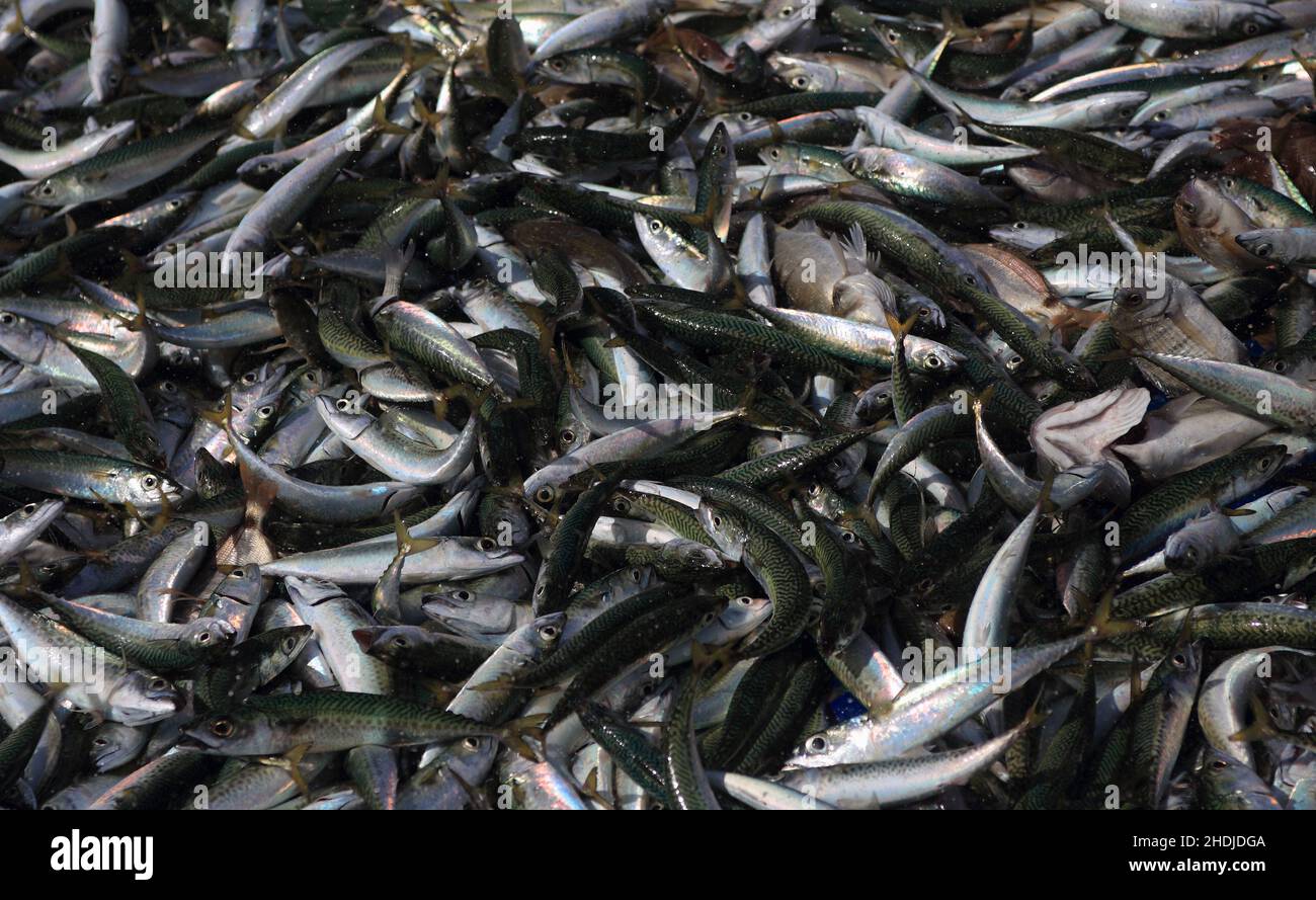 Frisch gefangener Fisch - meist Makrele, der immer noch spritzt, während er im Fischernetz ums Leben kämpft. Portugal, Setubal, Caparica Coast. Stockfoto