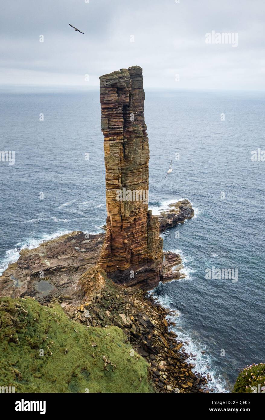 The Old man of Hoy, Orkney, Schottland, Großbritannien Stockfoto