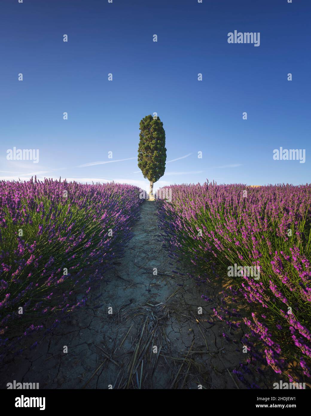 Lavendelfeld Reihe und einsamer Zypressenbaum. Orciano, Toskana, Provinz Pisa, Italien. Europa Stockfoto