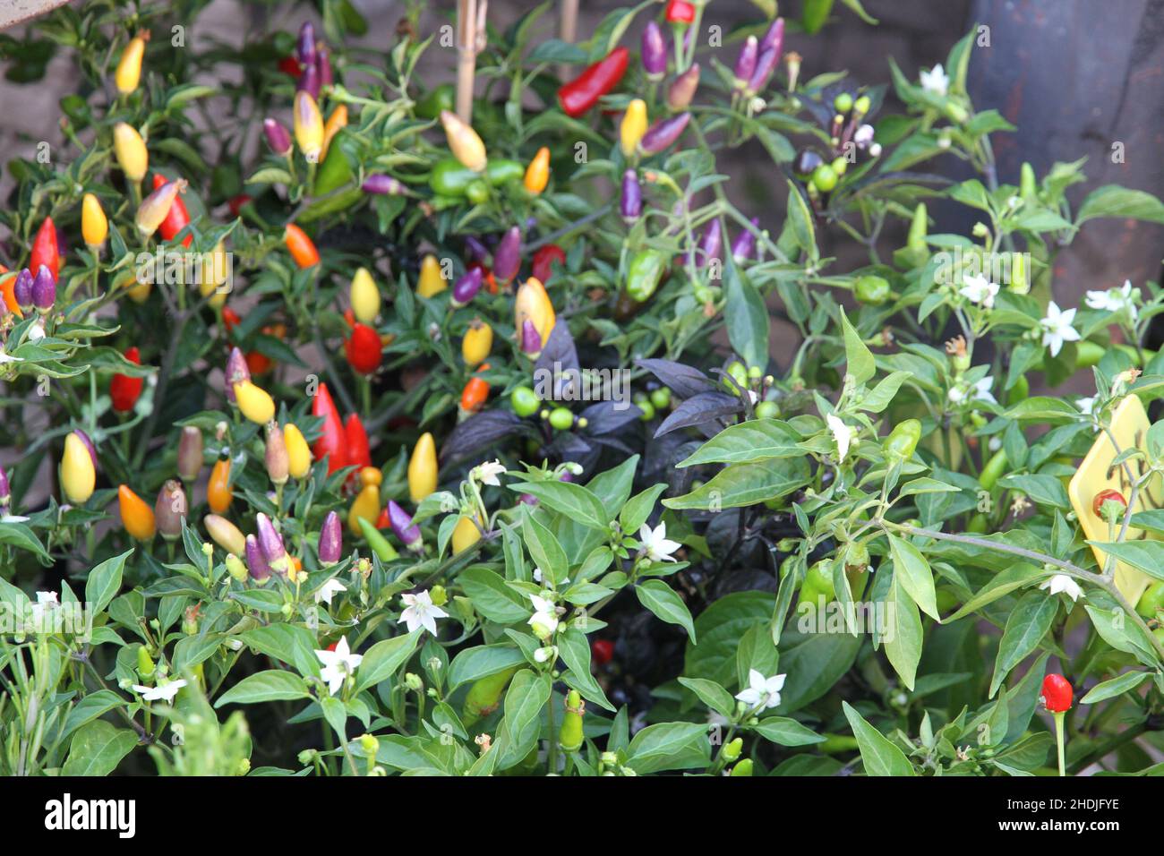 Pflanzen, Verkauf, Pepperoni, Verkauf, Pepperonis Stockfoto
