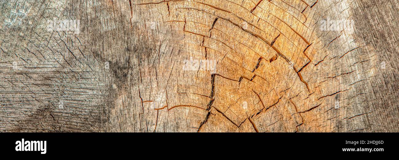 Holzschnitt. Gefällte alte Eiche stumpf. Holzhintergrund. Schnittansicht von oben als Hintergrund. Speicherplatz kopieren Stockfoto