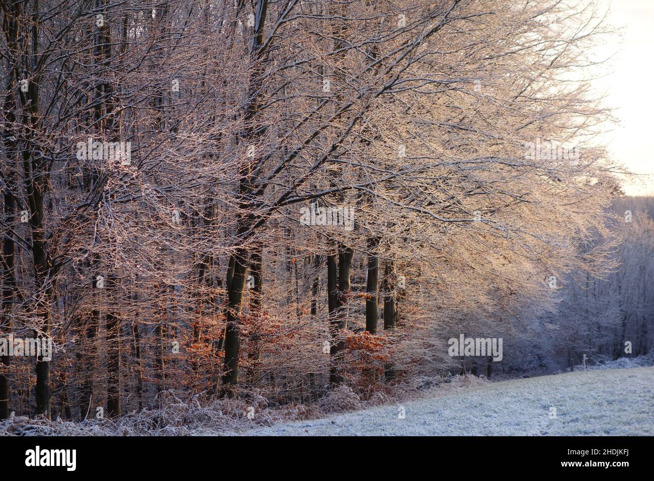 Wald, Winter, Lichtung, Wälder, Holz, Wälder, Wälder, Winter, Waldlichtungen Stockfoto