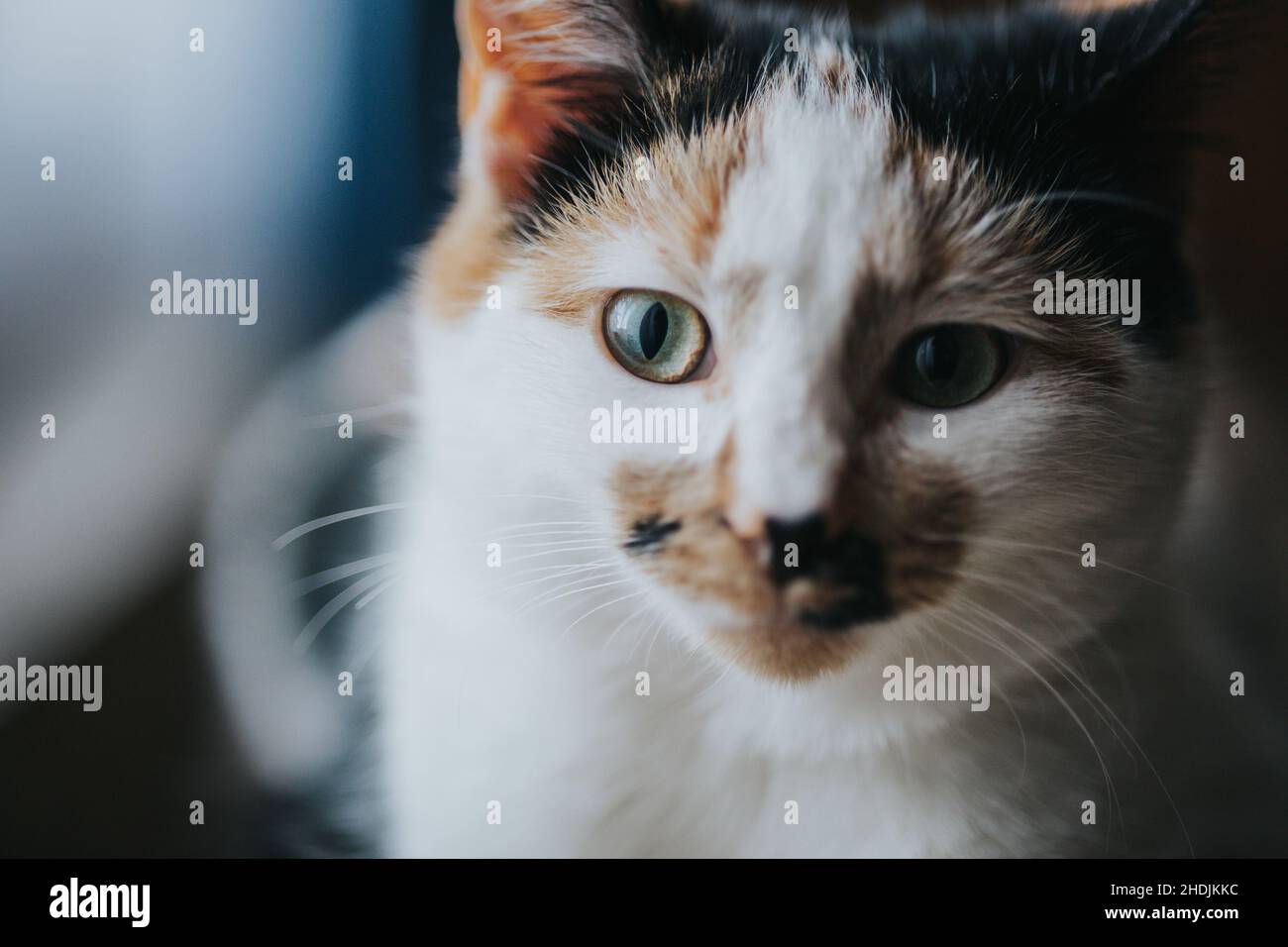 Nahaufnahme einer niedlichen Katze, die in einem Raum auf die Kamera schaut Stockfoto