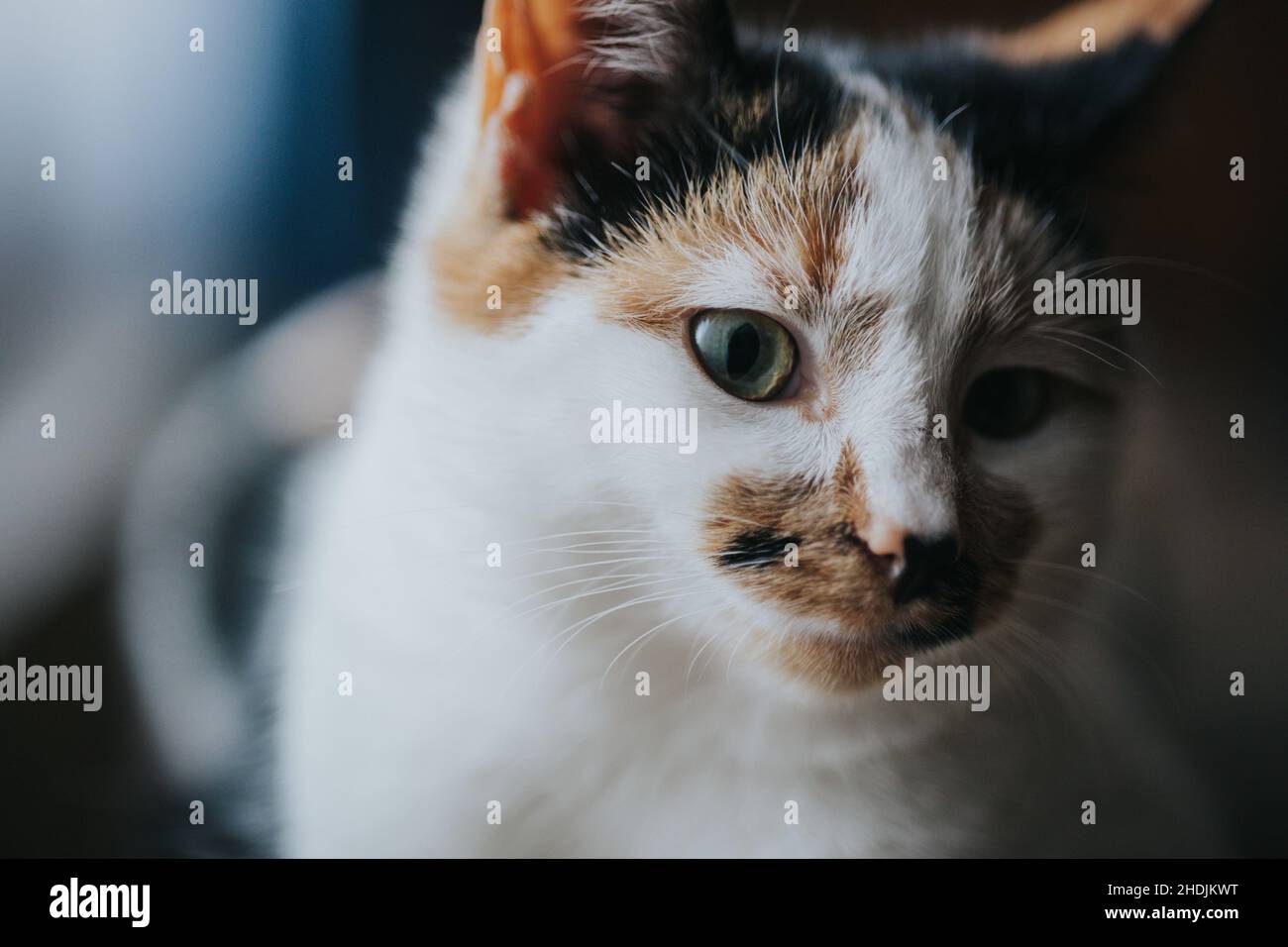 Nahaufnahme einer niedlichen Katze, die in einem Raum auf die Kamera schaut Stockfoto