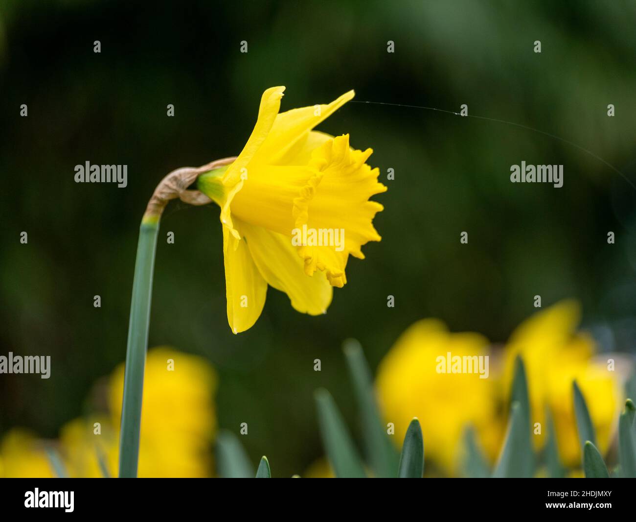Aufrechte einzelne gelbe Blume vor grünem Hintergrund Stockfoto