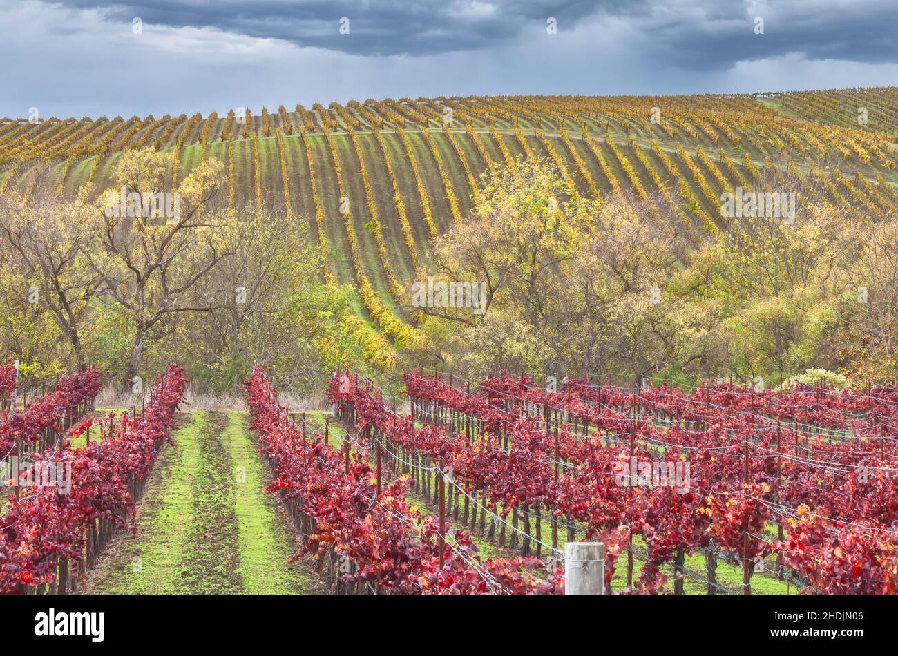 Über dem Weinberg im Napa Valley, Kalifornien, USA, nähert sich ein Spätherbstregensturm. Stockfoto