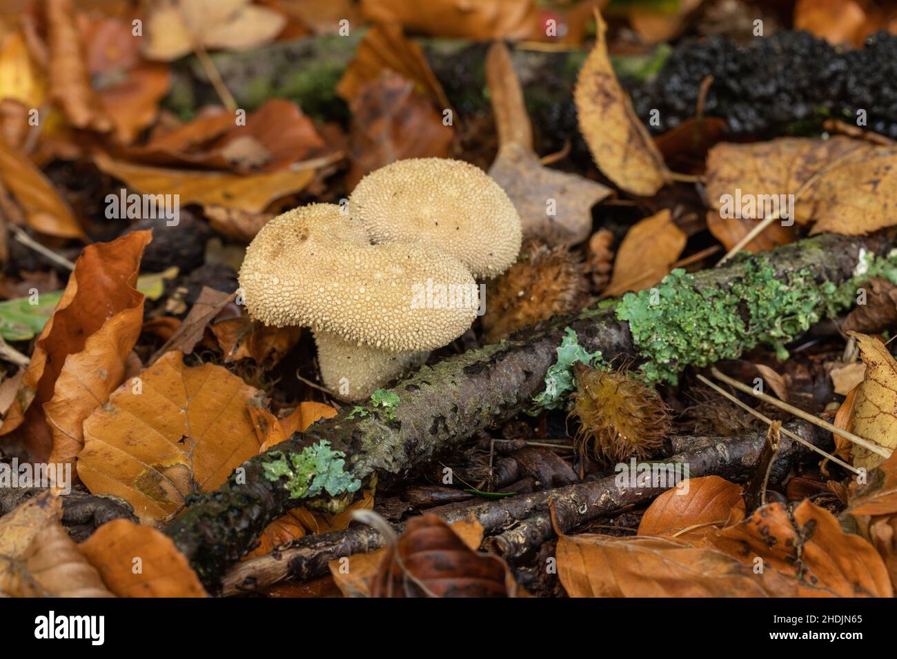 Nahaufnahme eines Kugelpilzes, der im Herbst auf dem Waldboden im Westonburt Arboretum, Gloucestershire, Großbritannien, wächst Stockfoto