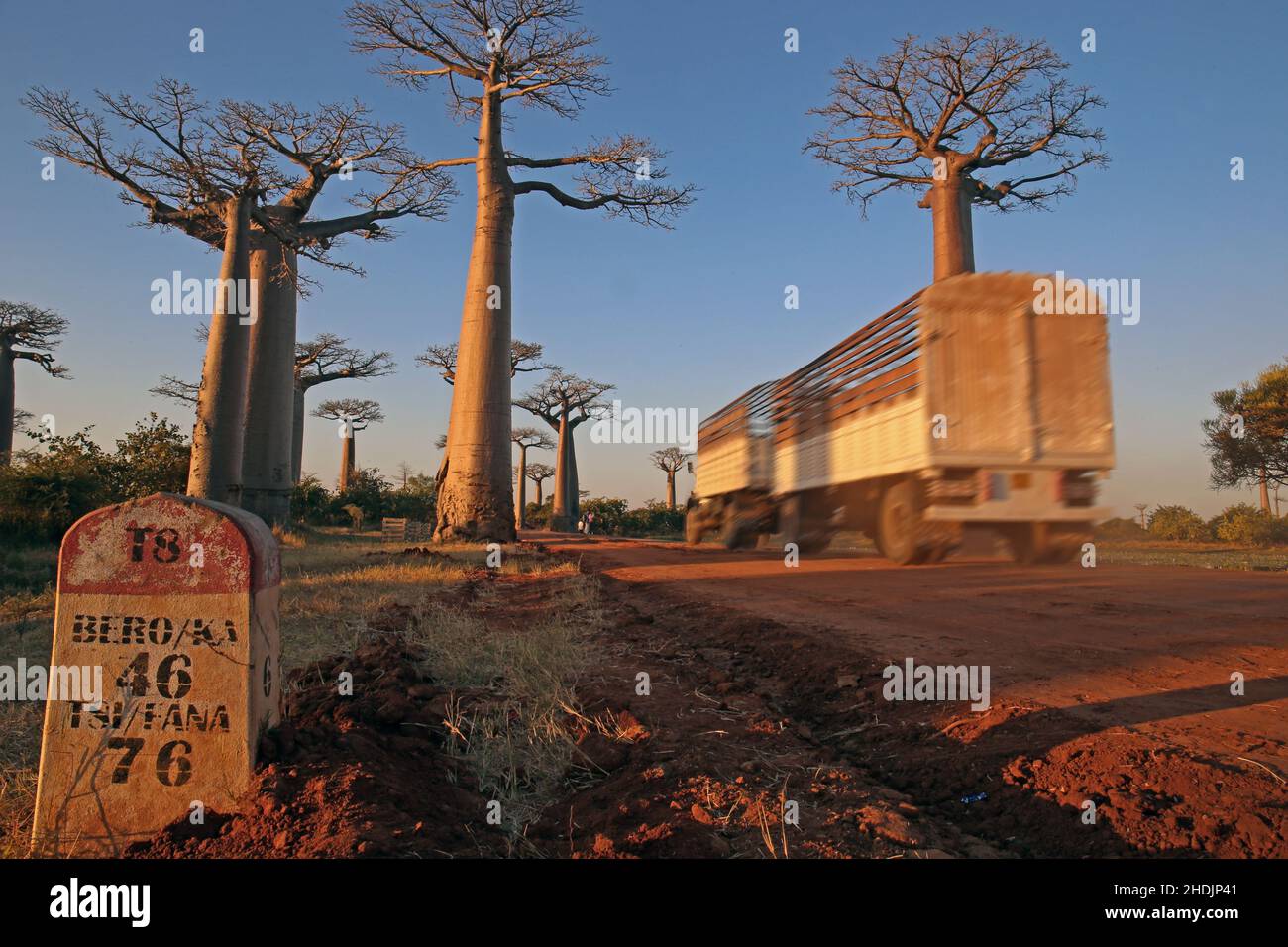 baobab-Baum, Allee der Baobabs, Baobab-Bäume, Allee der Baobabs Stockfoto