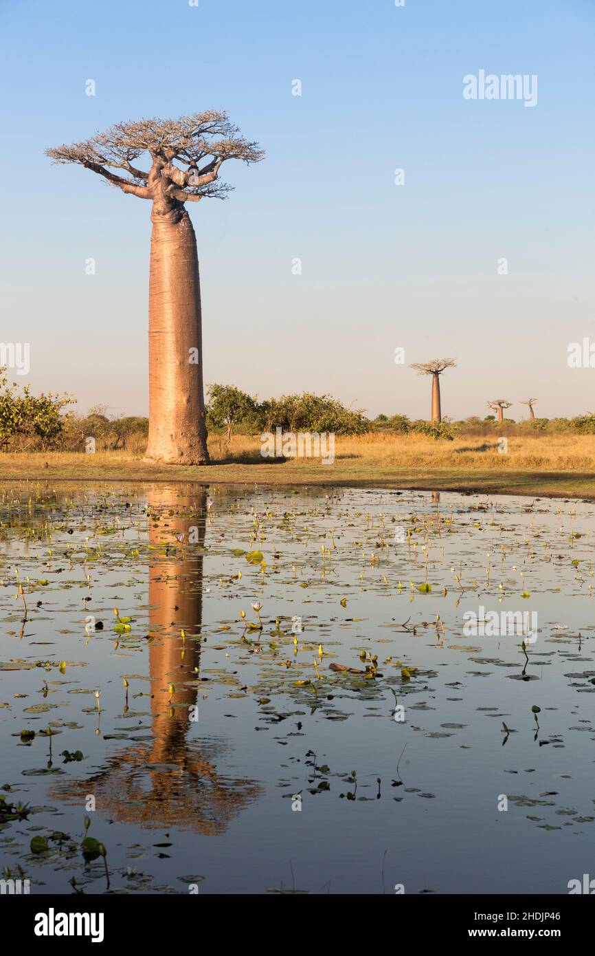 baobab-Baum, Baobab-Bäume Stockfoto