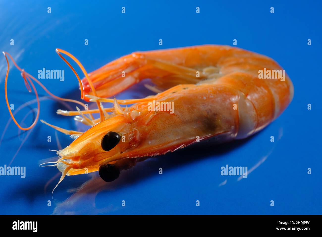 Makro Nahaufnahme ganze gedämpfte Garnelen auf blauem Hintergrund Stockfoto