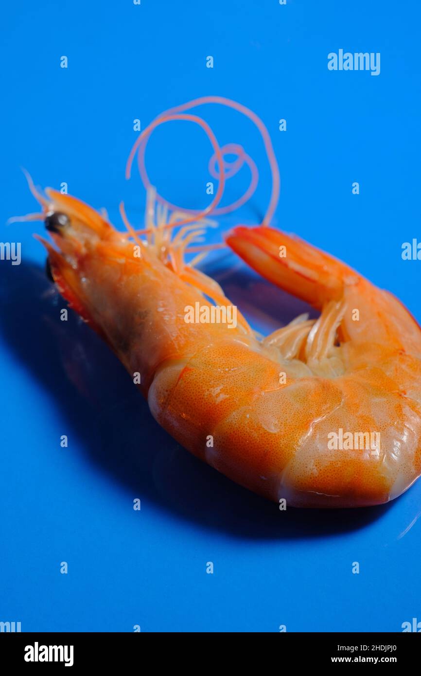 Makro Nahaufnahme ganze gedämpfte Garnelen auf blauem Hintergrund Stockfoto