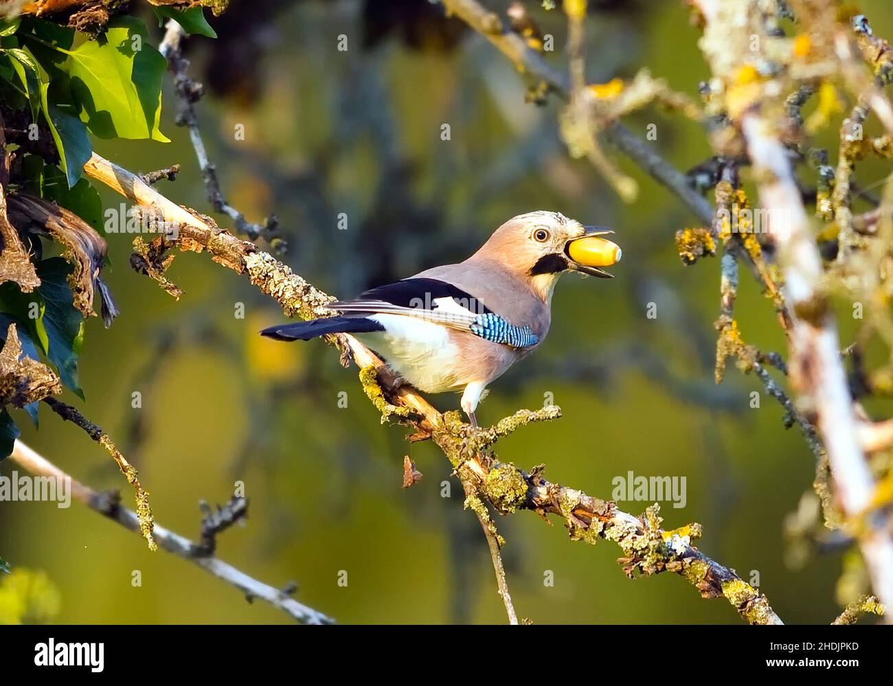 Futtersuche, blauer eichelhäher, blauer eichelhäher Stockfoto