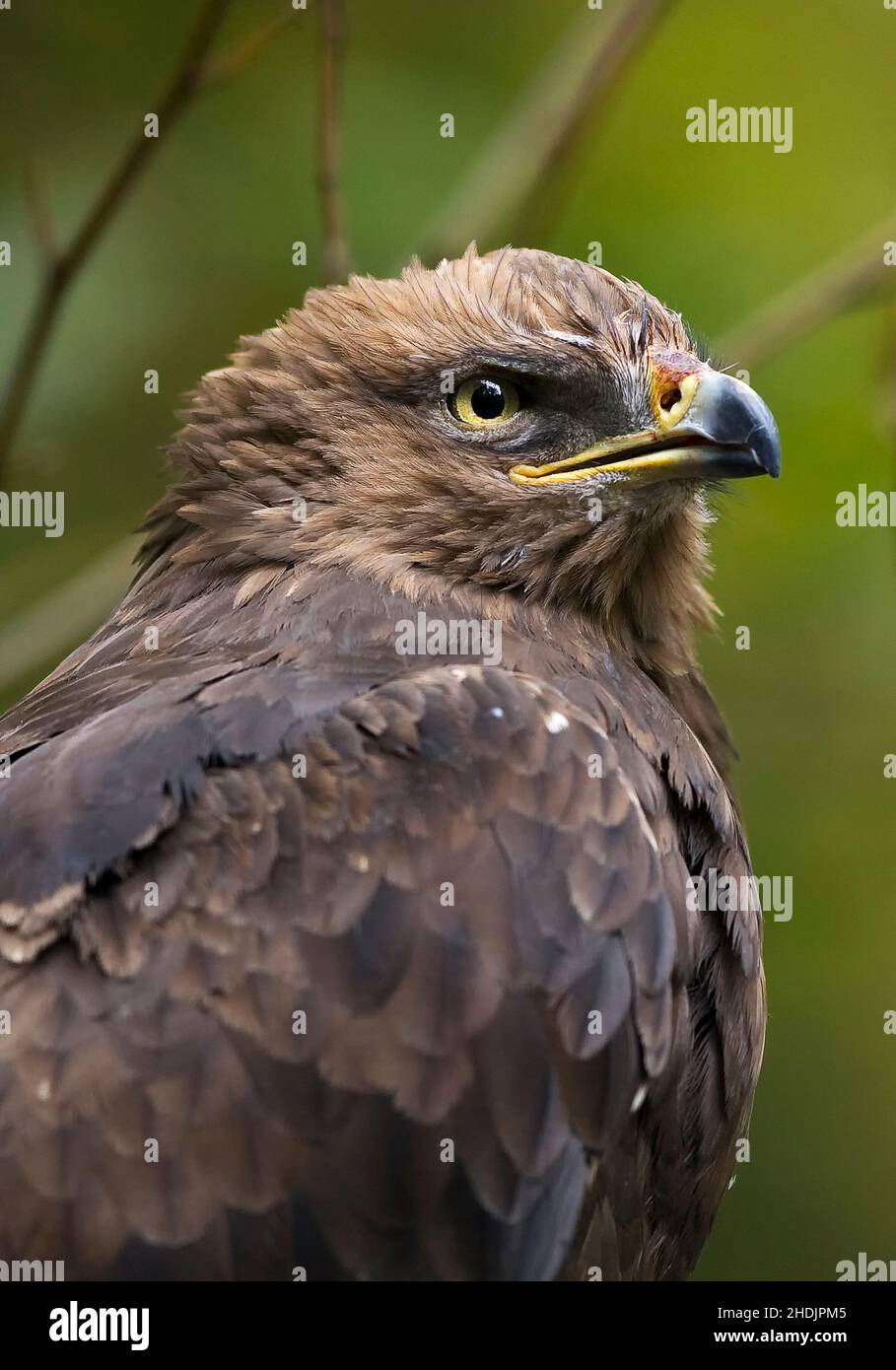 Schreiadler Stockfoto