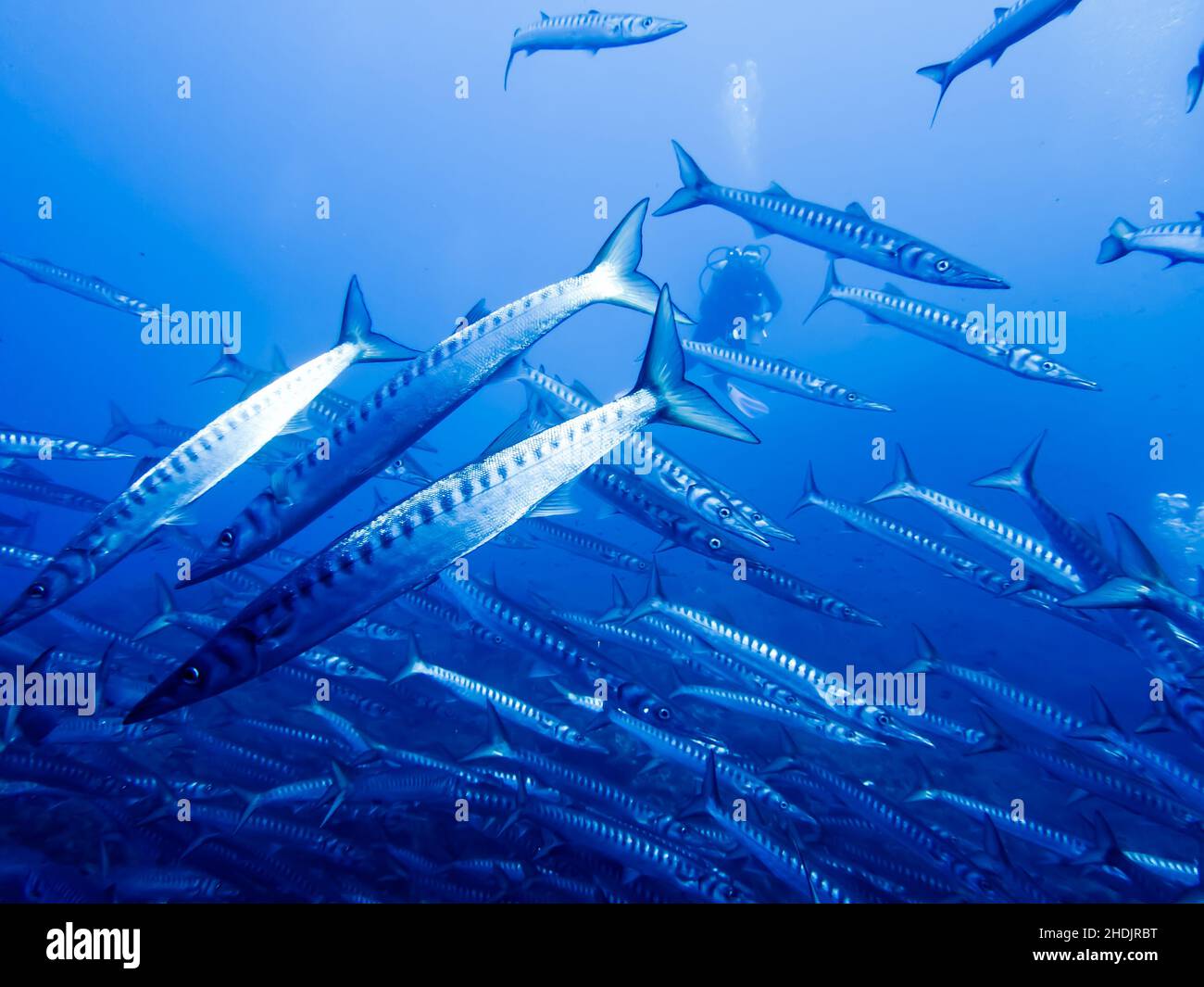 Schule der Fische, barracuda, Schule der Fische, barracudas Stockfoto