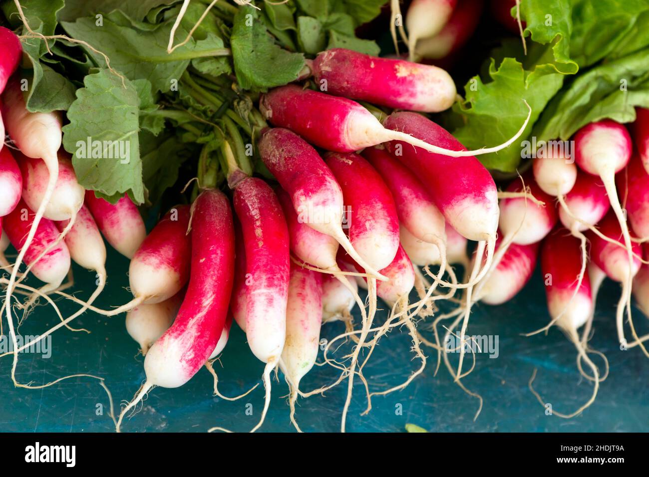 Rettich, Rettich Stockfoto