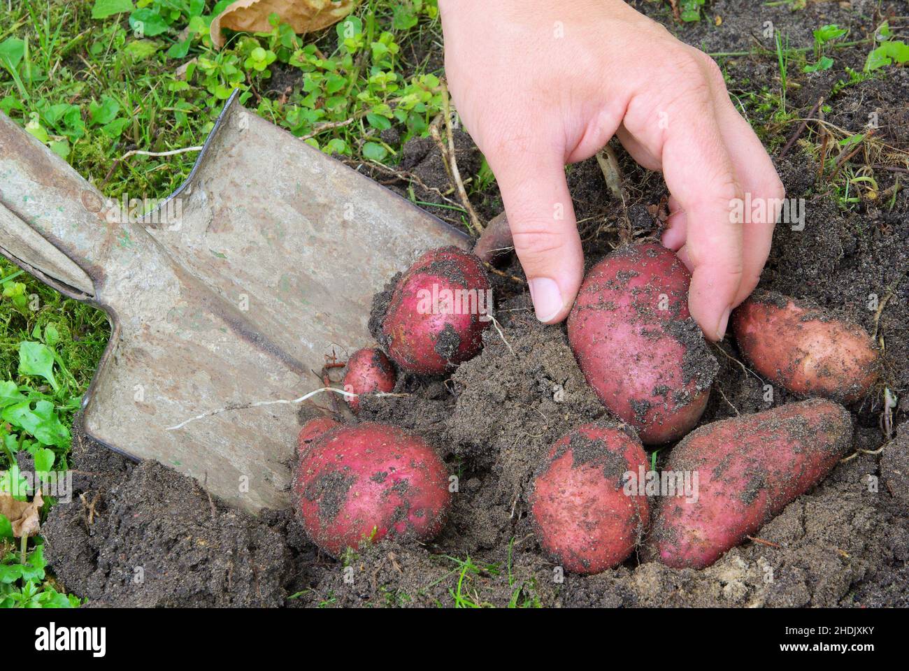 Kartoffel, Kartoffelernte, rohe Kartoffeln, Kartoffelernte Stockfoto