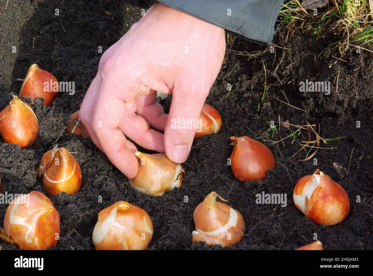 Gartenarbeit, Pflanzung, Tulpenbirne, Pflanzenpflege, Pflege von Pflanzen, Pfropfen, Tulpenbirnen Stockfoto