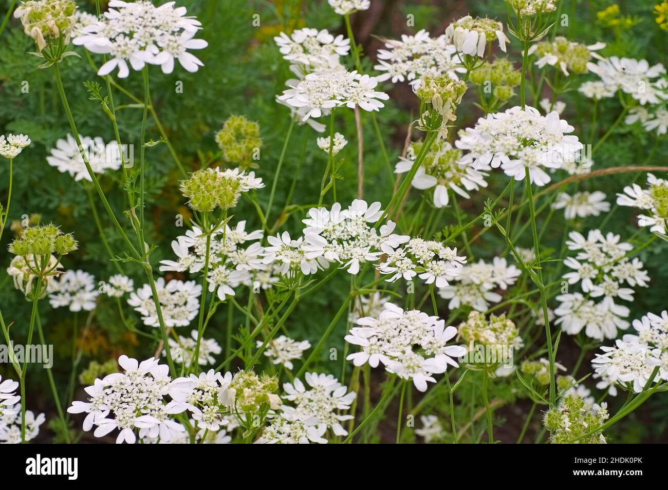 orlaya grandiflora, petersilie aus der französischen Wiese, minoische Spitze, weiße Spitzenblume, weiße Seenohlblüte Stockfoto
