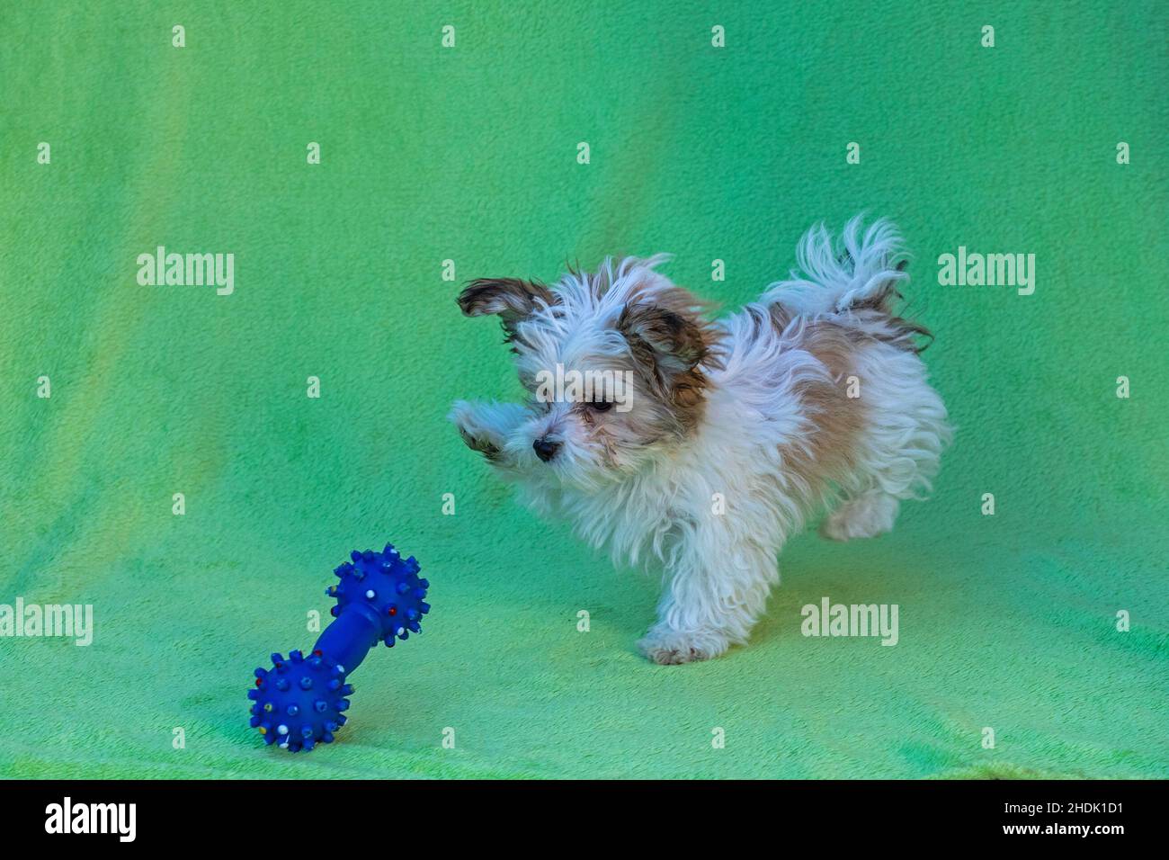 Bolonka Zwetna Spielzeug Hund Welpen spielen mit Kauspielzeug, Deutschland Stockfoto