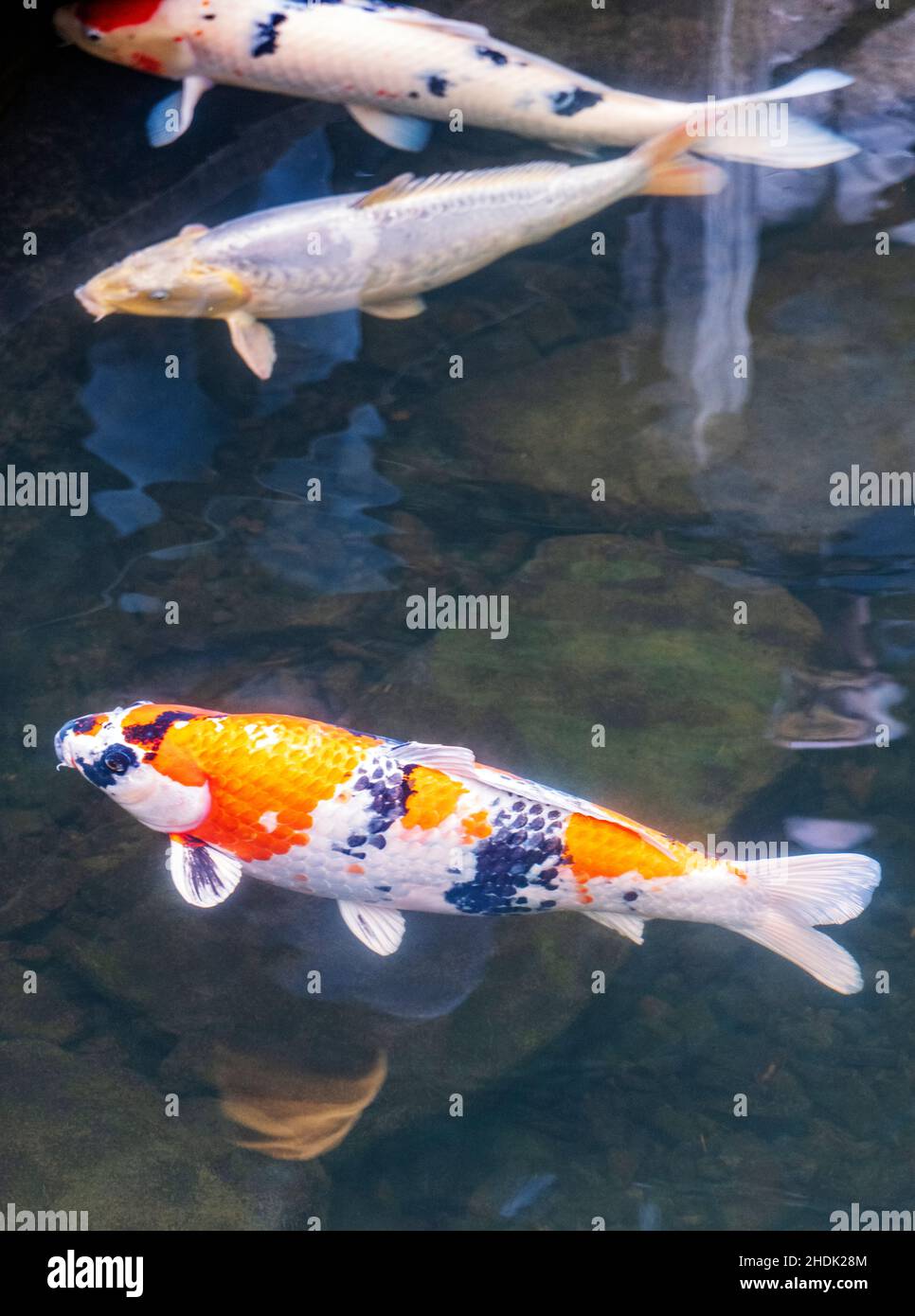 Koi; Nishikigoi; Karpfen; Amurkarpfen; Cyprinus rubrofuscus; Portland Japanese Gardens; Portland; Oregon; USA Stockfoto