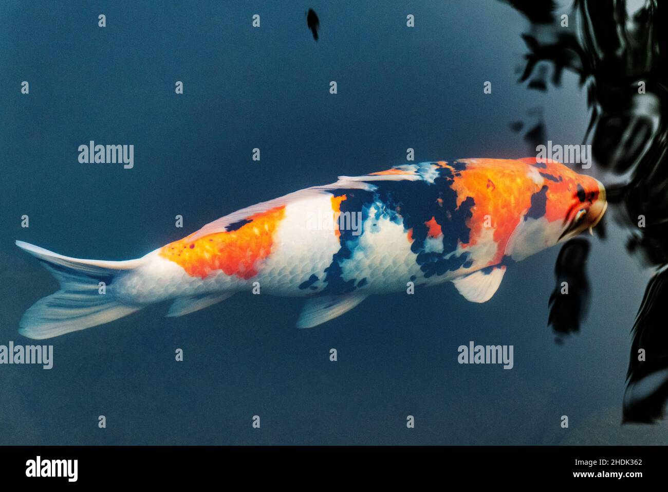 Koi; Nishikigoi; Karpfen; Amurkarpfen; Cyprinus rubrofuscus; Portland Japanese Gardens; Portland; Oregon; USA Stockfoto